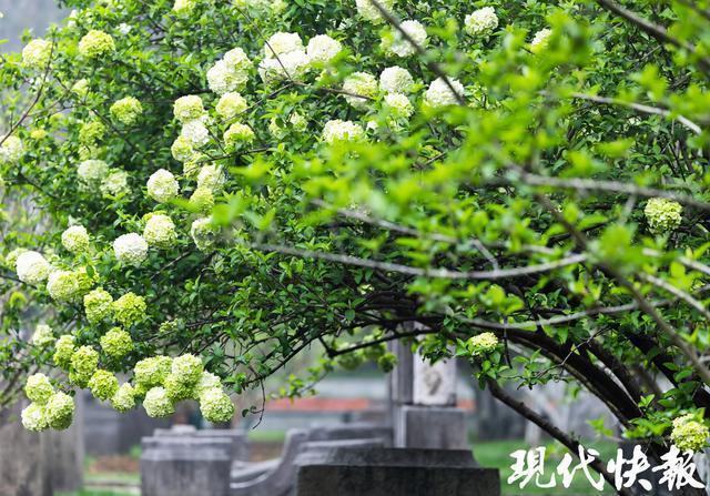 【气象科技】清明天气转折全解码：从数据模型到出行决策的完整链路