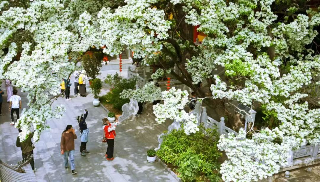  【技术解码】孔望山830年流苏树：古树保护与沉浸式文旅的融合实践 文化旅游