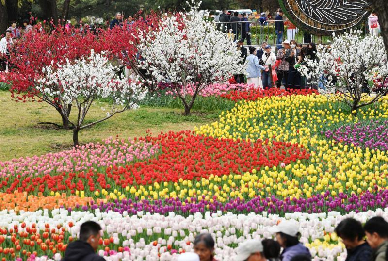  又到一年花开时：京城这场限定花事，温柔了谁的周末？ 文化旅游