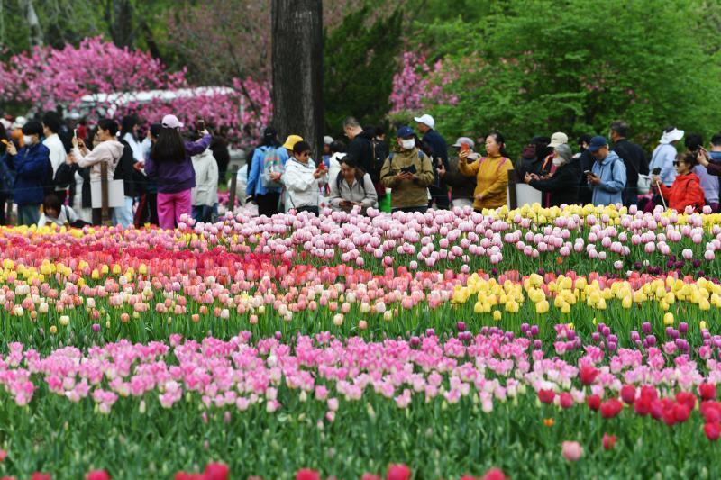  又到一年花开时：京城这场限定花事，温柔了谁的周末？ 文化旅游