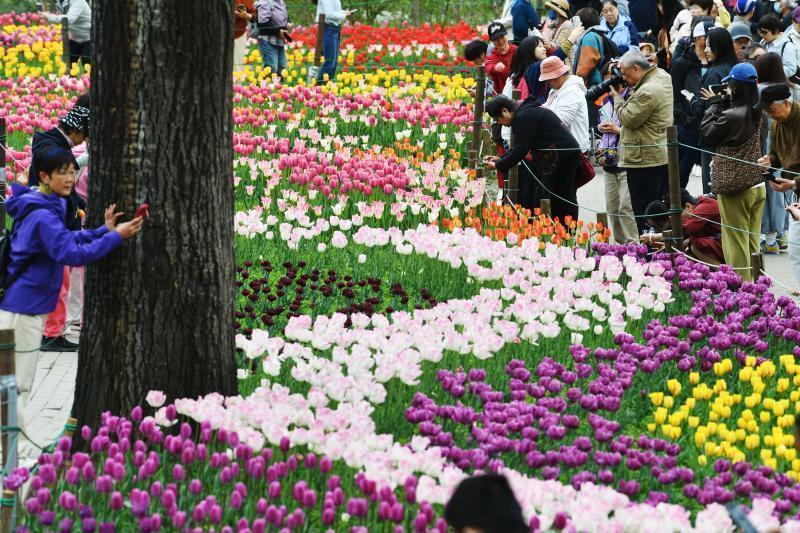  又到一年花开时：京城这场限定花事，温柔了谁的周末？ 文化旅游