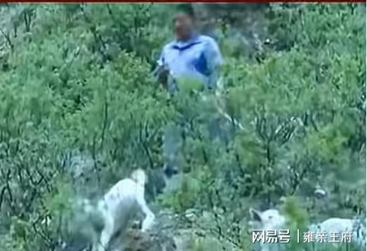  【技术解密】河北放羊人卢伟：暴雨中拦截火车的工务逻辑与技术决策链条 新闻