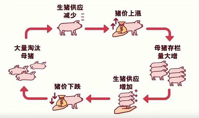  猪肉跌穿历史底价：规模化养殖如何重塑猪周期底层逻辑 股票财经