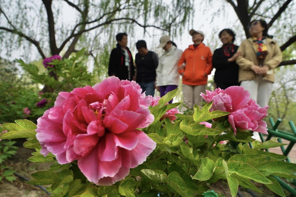  技术赋能下的城市牡丹景观：从基因育种到智慧游园的全链路解析 新闻