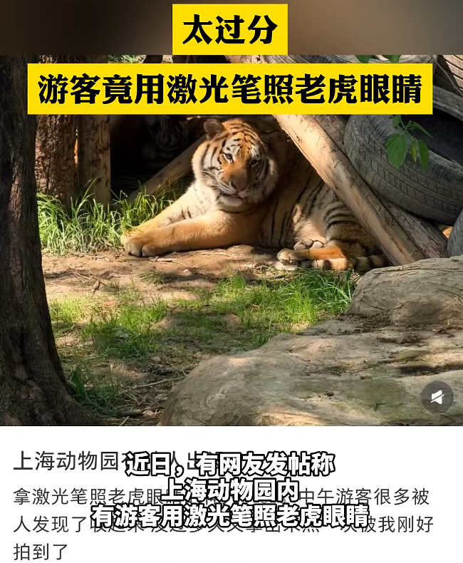  激光笔技术解析：动物园惊现“光弹”攻击——当高能光束遭遇动物视觉系统 新闻