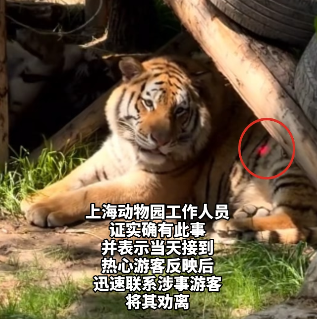  激光笔技术解析：动物园惊现“光弹”攻击——当高能光束遭遇动物视觉系统 新闻